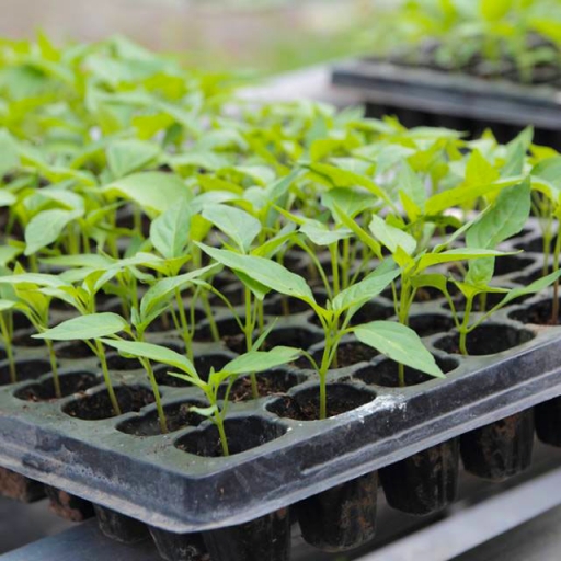 grekkon Seedling trays