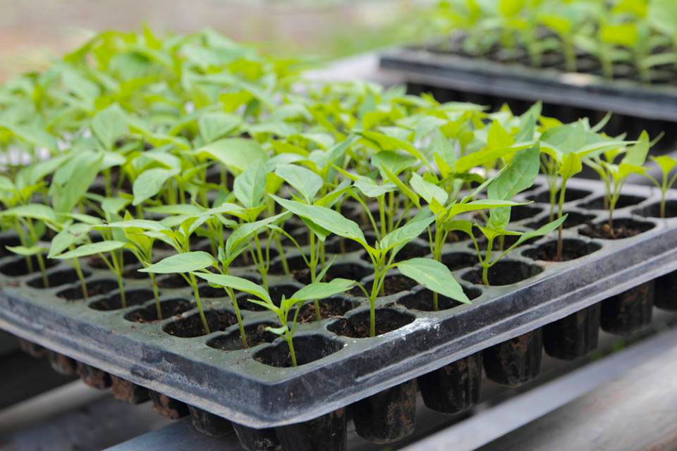 grekkon Seedling trays