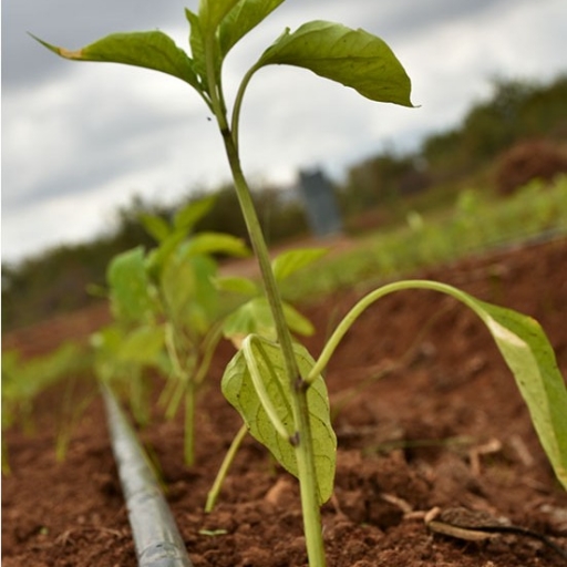 grekkon vegetable drip irrigation