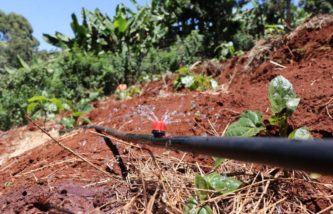 Button Drippers Irrigation In Kenya