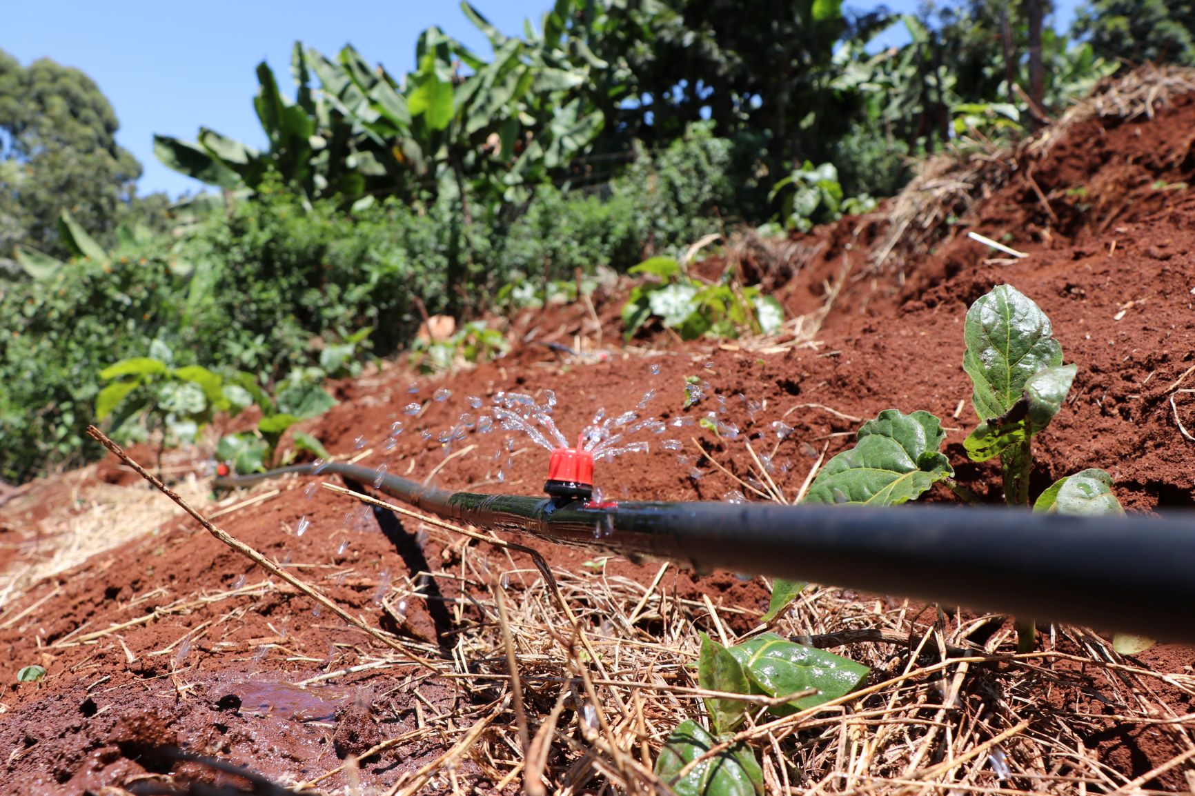 Button Drippers Irrigation In Kenya