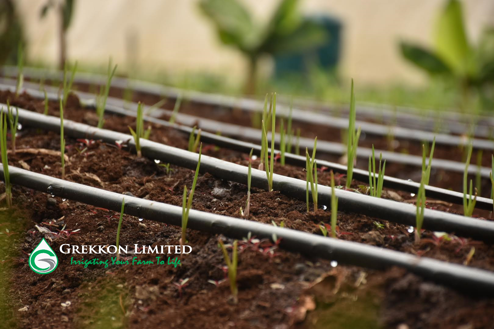 Drip Irrigation System in Kenya by Grekkon Limited