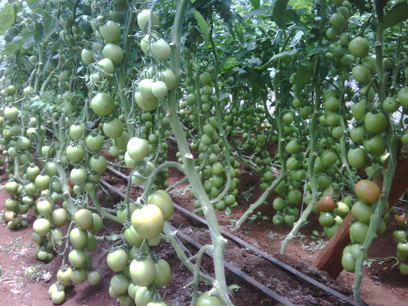 Tomato Drip Irrigation Kit