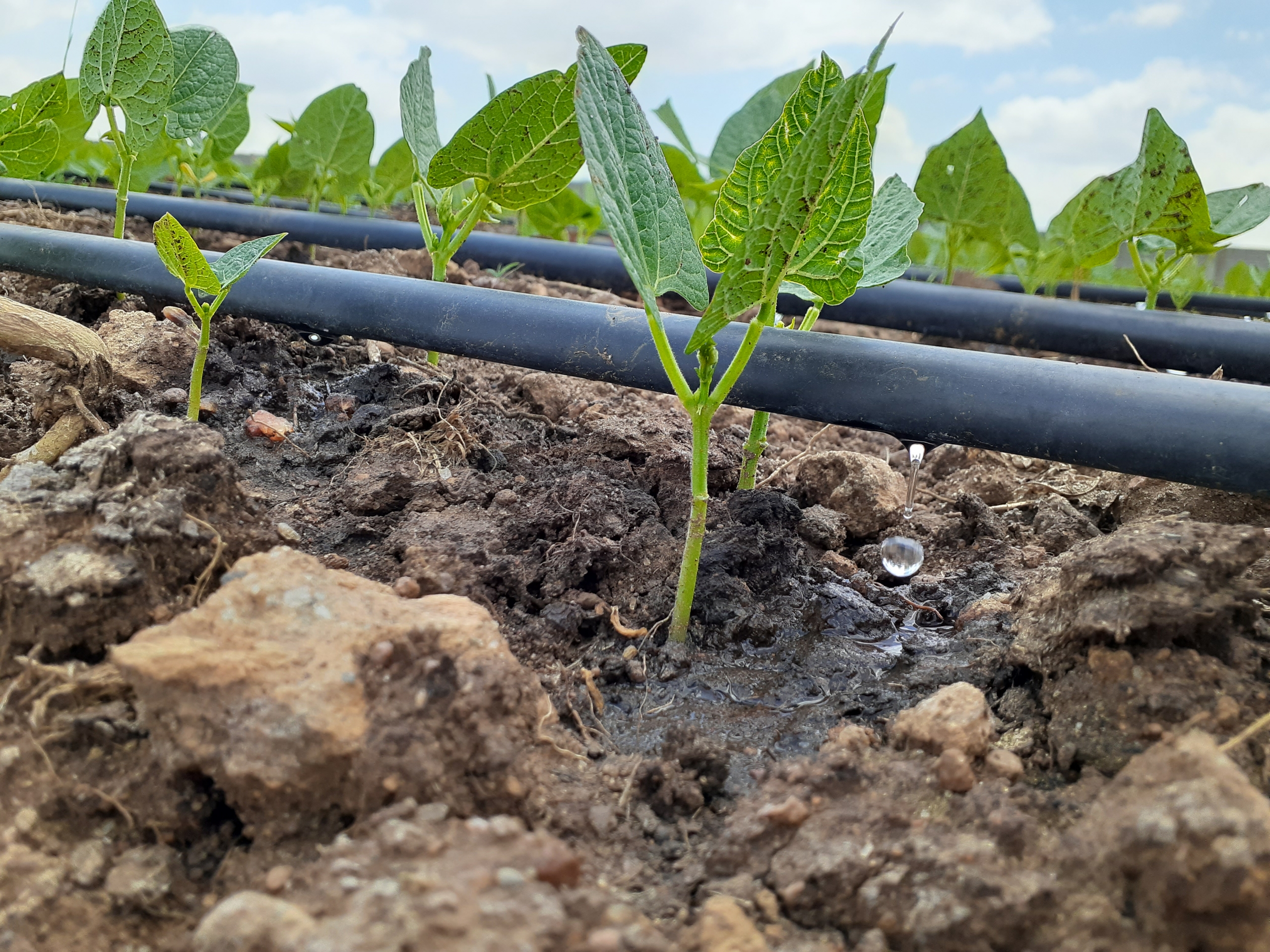 French Beans Irrigation in Kenya