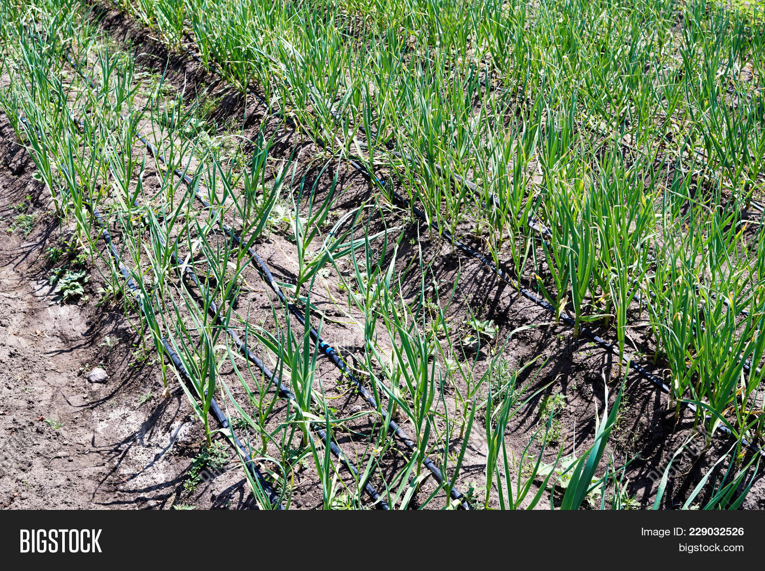 Garlic Irrigation Farming In Kenya