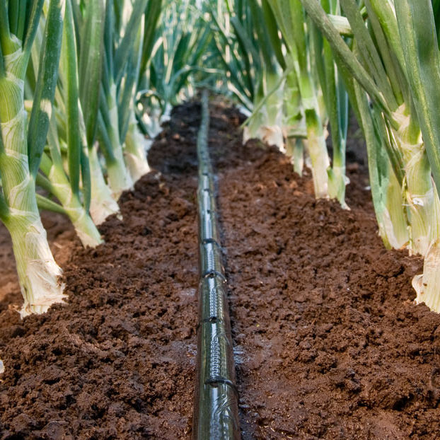 Garlic drip irrigation