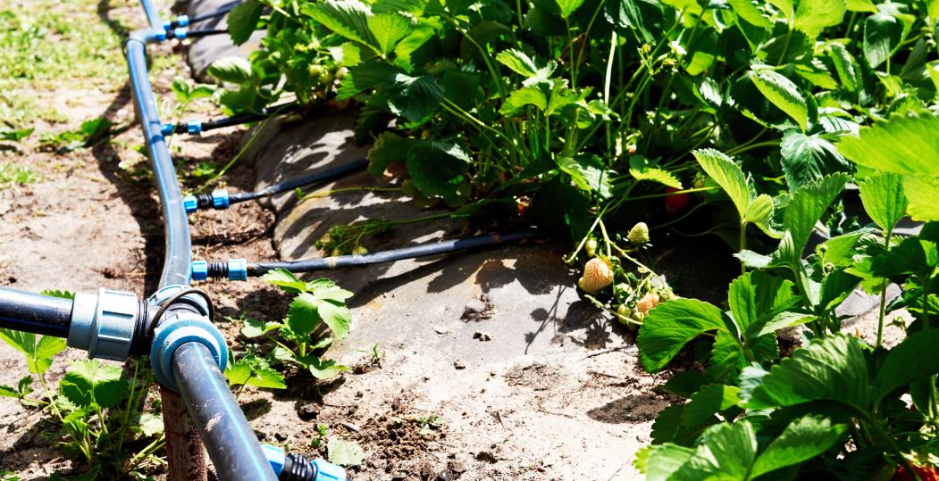 Strawberry Irrigation in Kenya