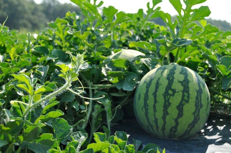 watermelon drip irrigation