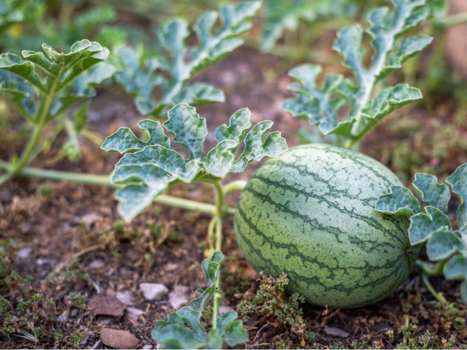 Watermelon Farming And Irrigation In Kenya