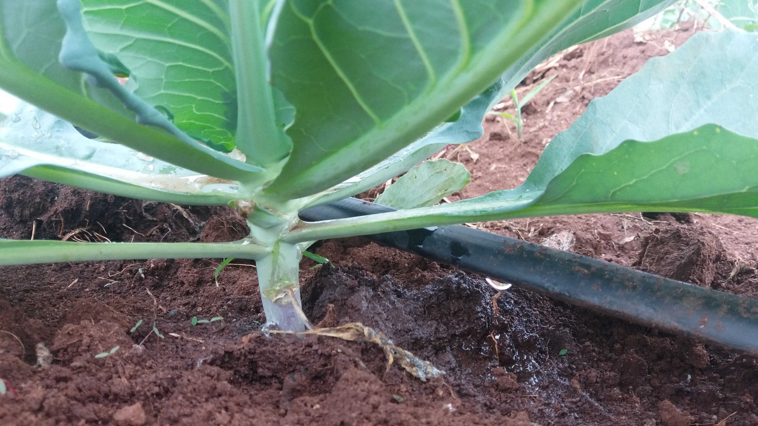 Cabbage irrigation in Kenya