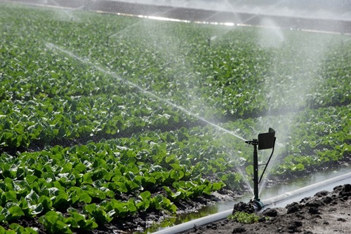 Cabbage irrigation farming in Kenya