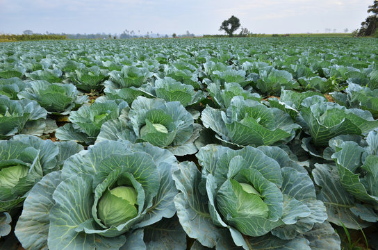 Cabbage Irrigation Farming In Kenya