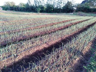 Smallholder Farmers Irrigation In Africa