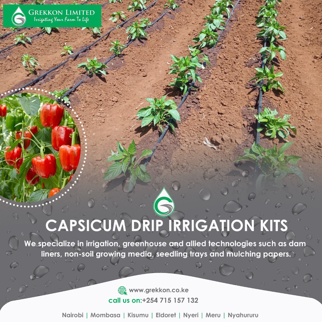 capsicum drip irrigation