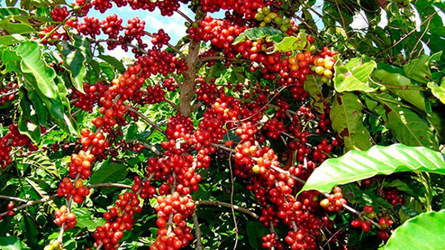Coffee Irrigation Farming Requirements