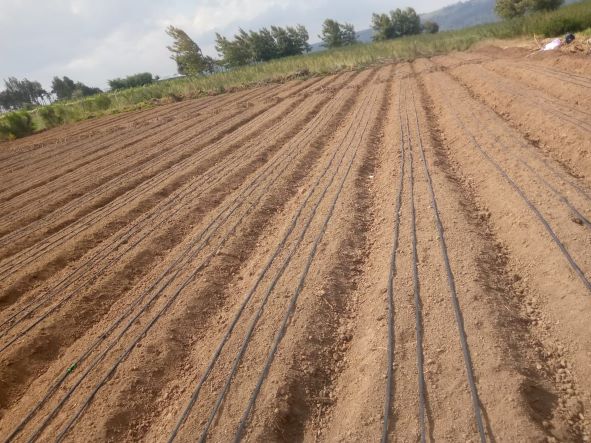 Cost of Drip Irrigation In Kenya