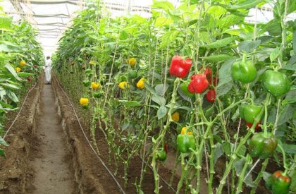 How To Grow Capsicums In A Greenhouse