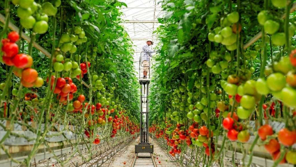How To Grow Tomatoes In A Greenhouse