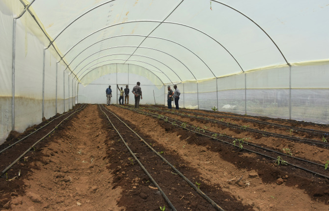 Types of Greenhouses In Kenya