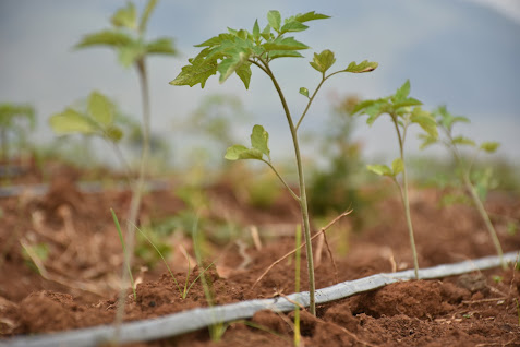 Simple Drip Irrigation In Kenya