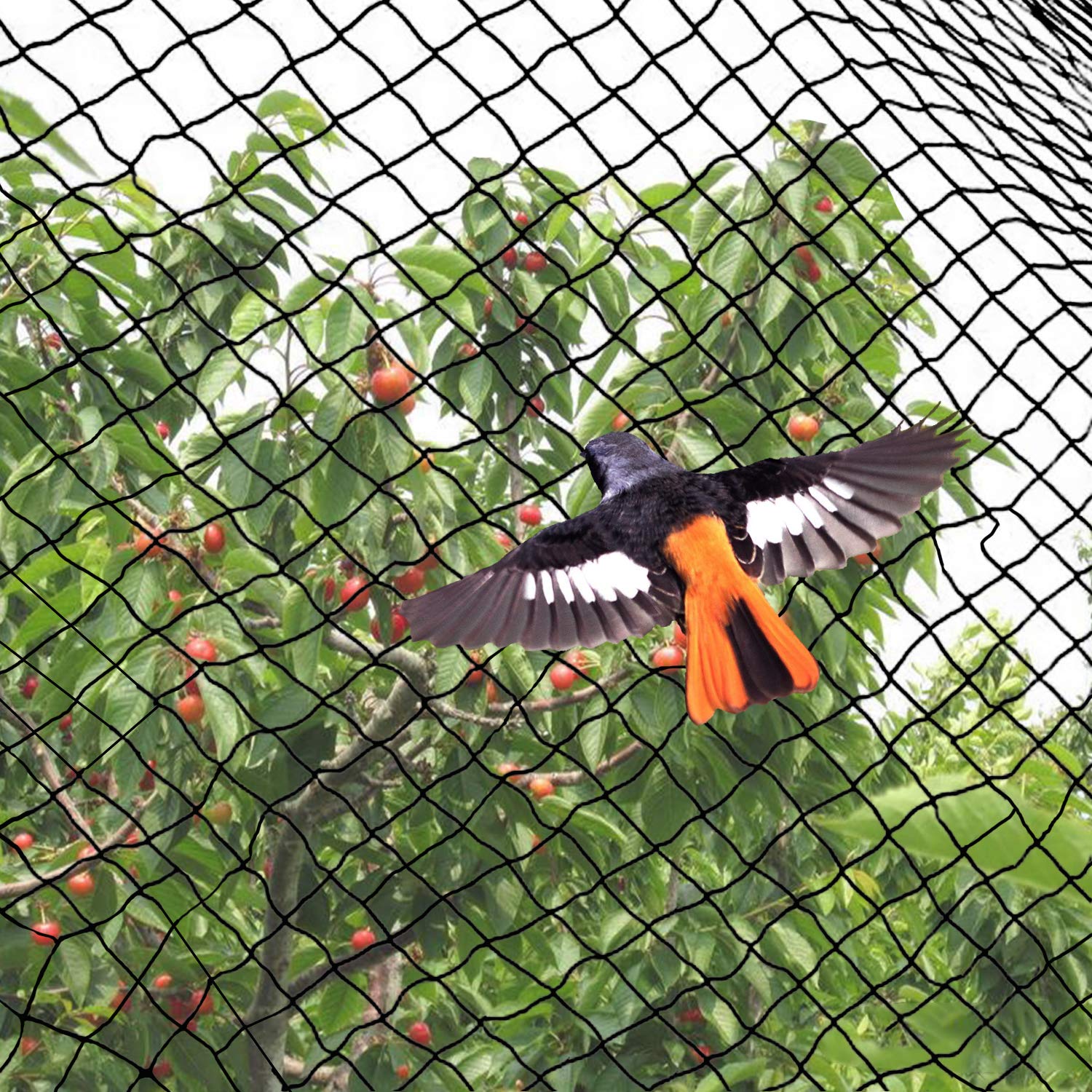 Anti-bird net in an apple farm