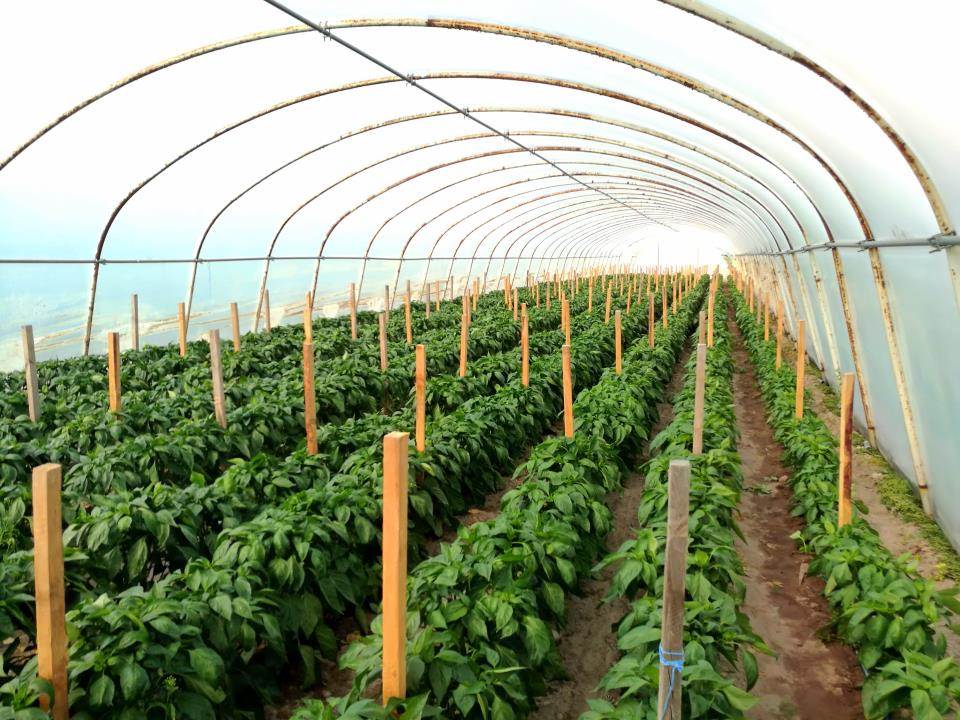 Greenhouse cost and prices in Kenya