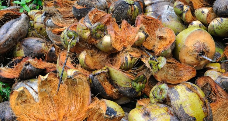 Coconut husks for coco peat processing by Grekkon Limited