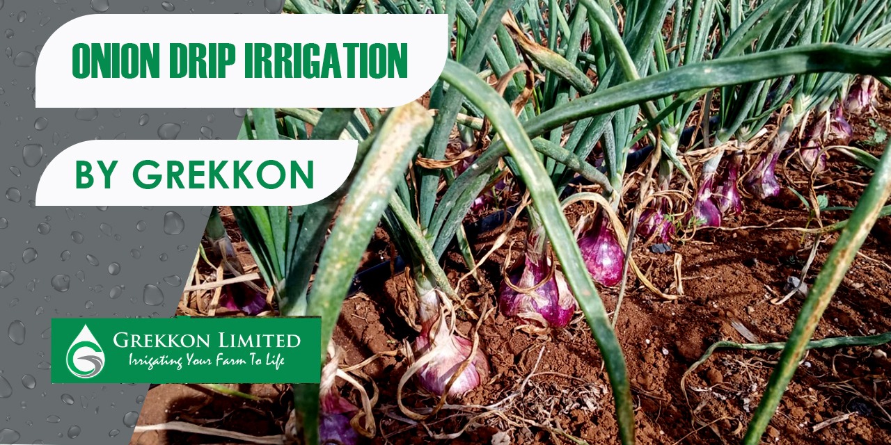 Onion Drip Irrigation Kit