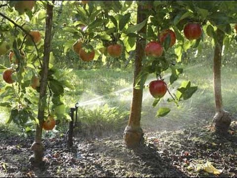 Apple farming and irrigation in kenya