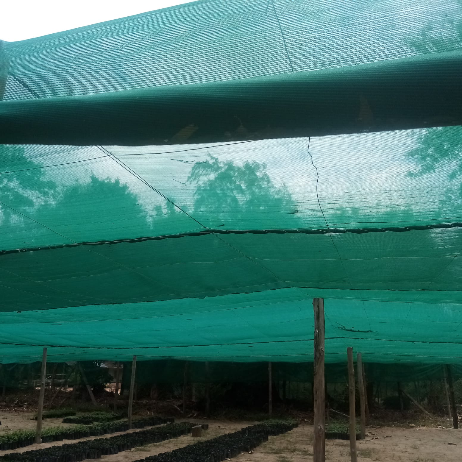 shade net in a tree nursery